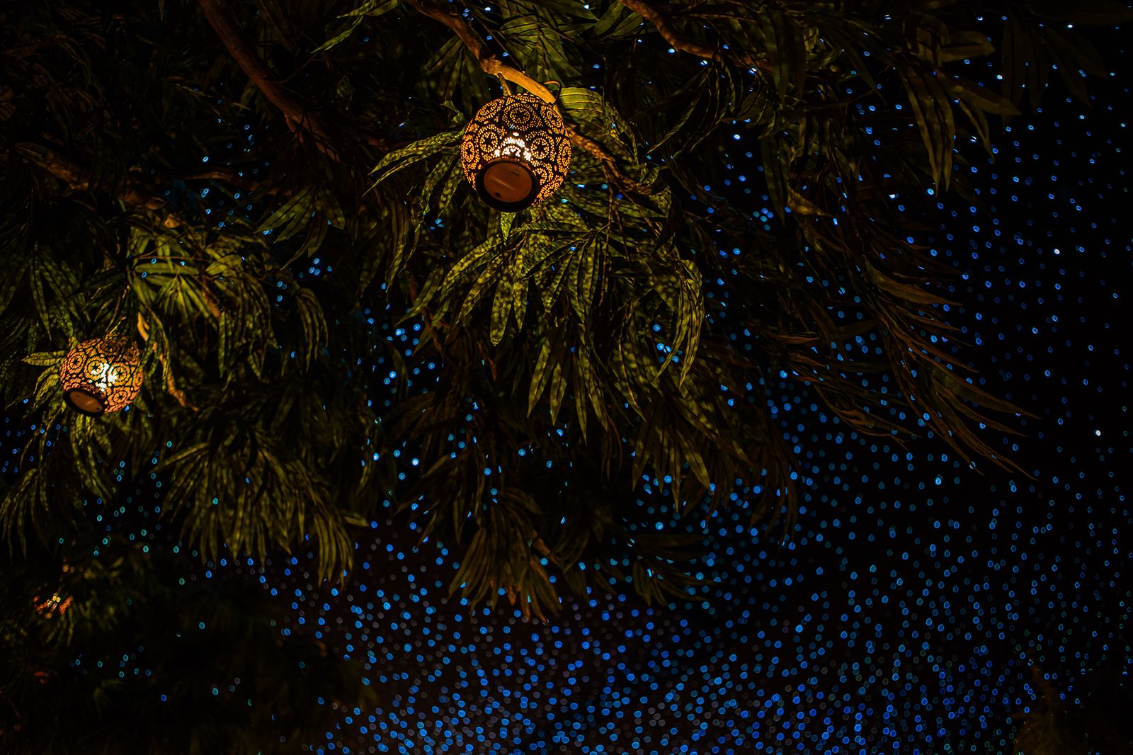 Selva — the canopy